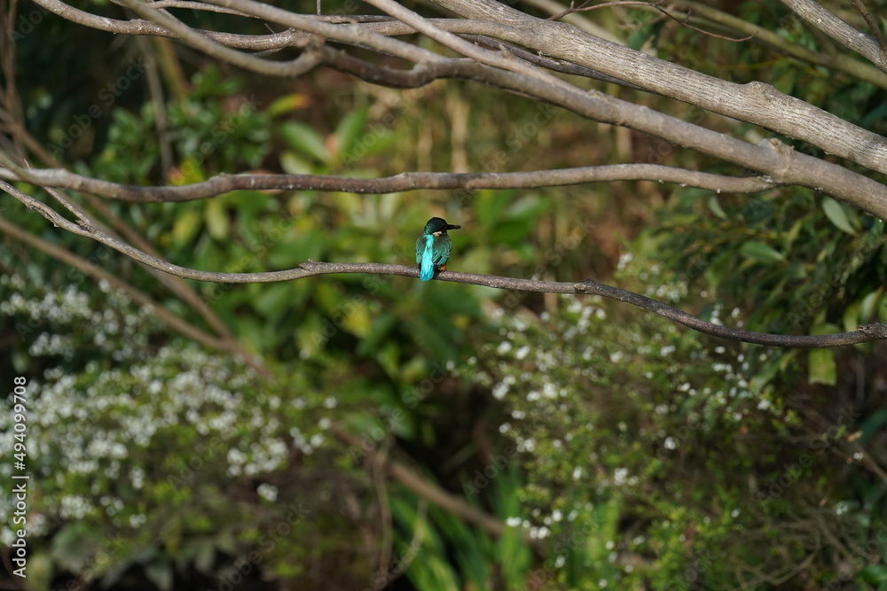 kingfisher in the forest kingfisher in the forest