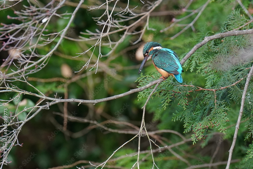 kingfisher in the forest kingfisher in the forest