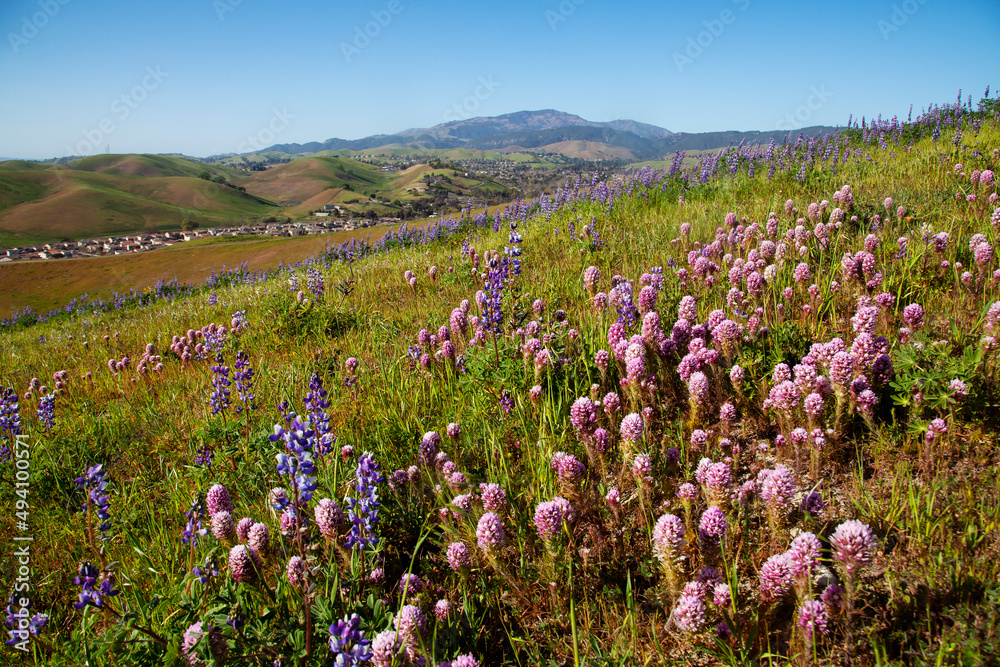 Spring Flowers Blossoming in Tri-Valley, California