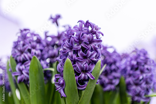 purple hyacinth flowers in a square wooden pot on a white background