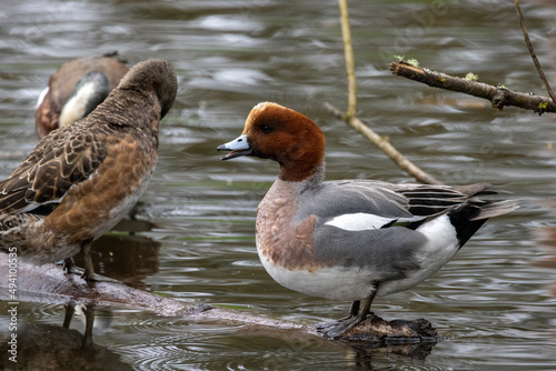 Male Cinnamon Teal