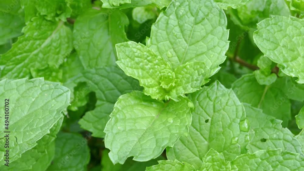 peppermint View Camera pan zoom in and out.
peppermint View Camera pan zoom in and out.
