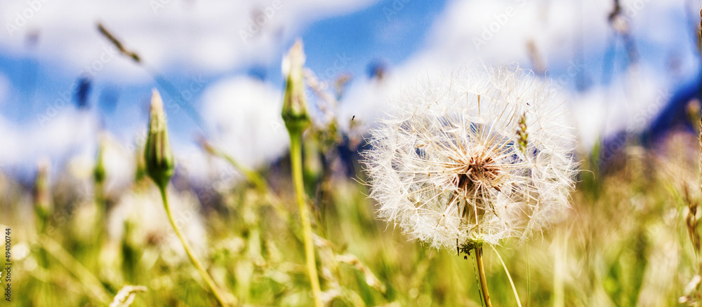 Fototapeta premium Dandelion at the meadow. Spring day. Closeup view.