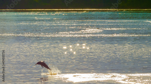 Foto boto cor-de-rosa da amazonia