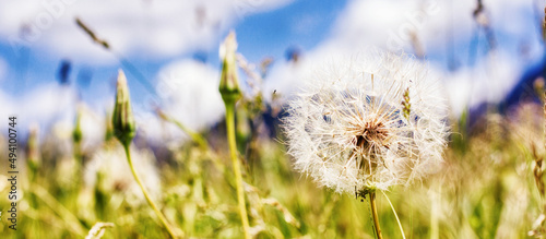 Dandelion at the meadow. Spring day. Closeup view.