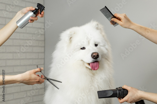 portrait of a Samoyed dog on grooming 