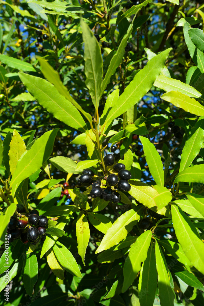 Obraz premium Echter Lorbeer (Laurus nobilis)