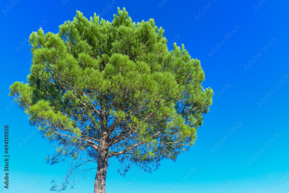 Obraz premium Pinie (Pinus pinea)