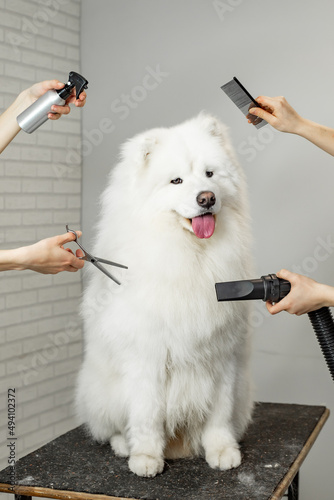 portrait of a Samoyed dog on grooming 