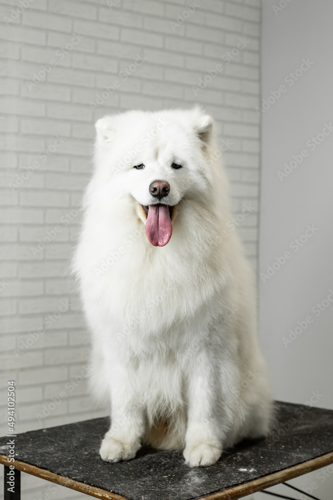 portrait of a samoyed dog on grooming portrait of a samoyed dog on grooming