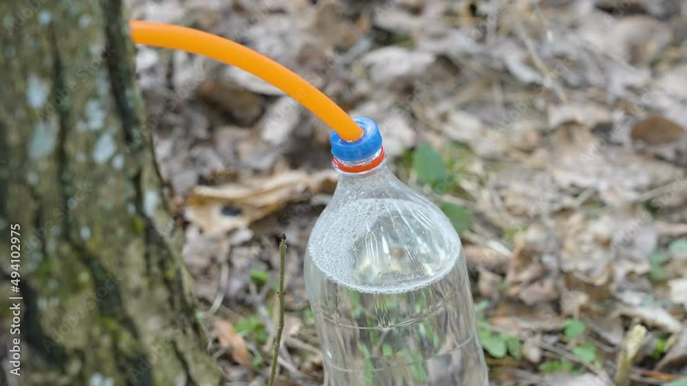 A look of the plastic bottle almost full with the maple sap inside in Estonia A look of the plastic bottle almost full with the maple sap inside in Estonia