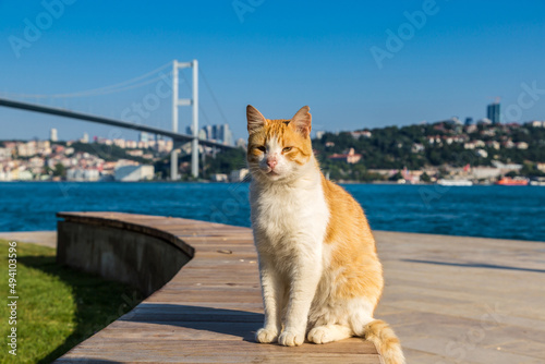 Cat and Bosporus bridge in Istanbul