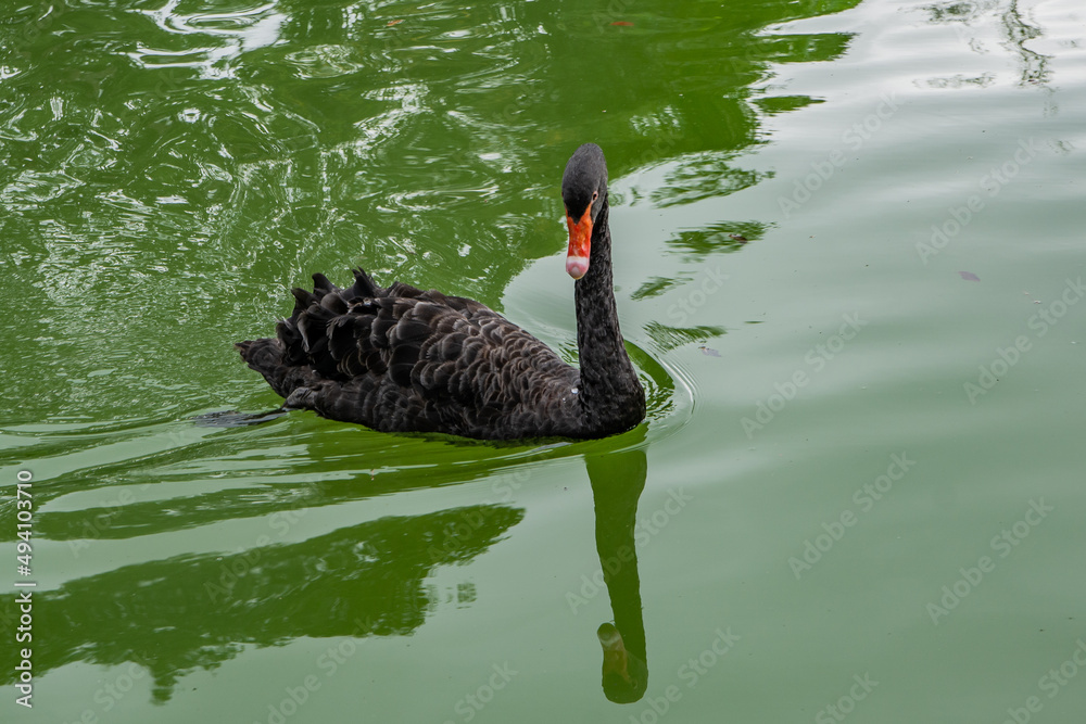 Fototapeta premium CISNE NEGRO