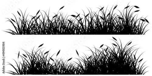 reeds grass silhouette black photo