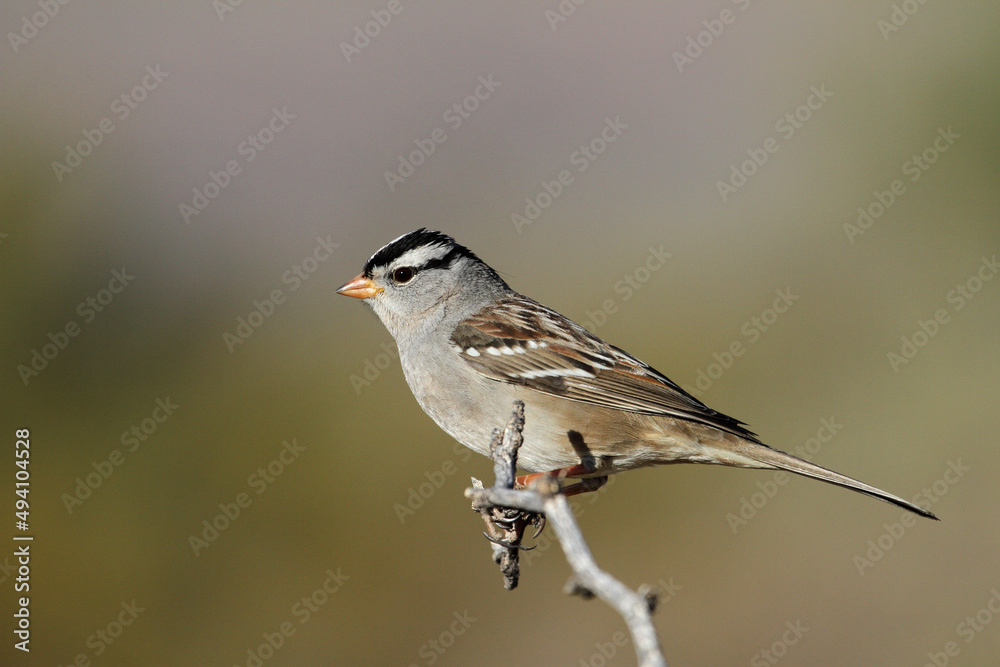 Obraz premium white crowned sparrow