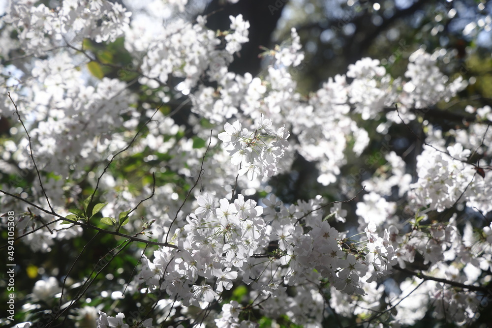 Beautiful Cherry blossoms in a Japanese garden in Los Angeles Beautiful Cherry blossoms in a Japanese garden in Los Angeles