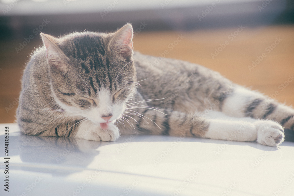 street cat licking its paw - obrazy, fototapety, plakaty 