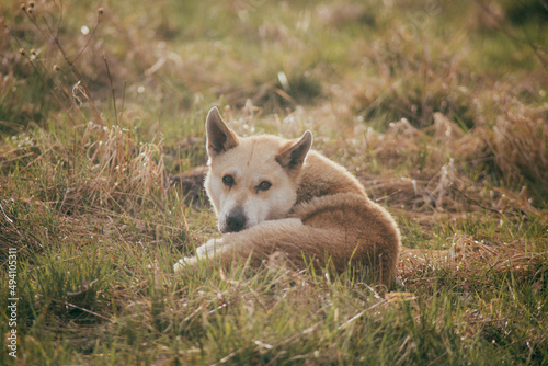 Shiba/Dog/wilddog photo