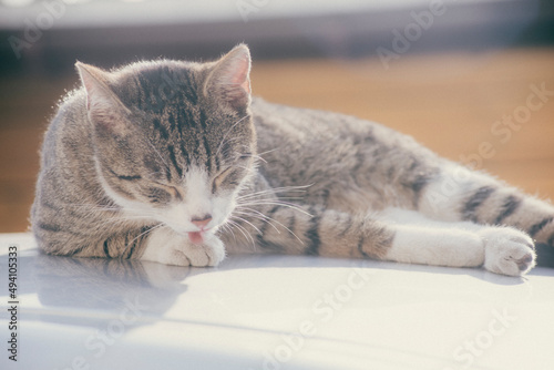 street cat licking its paw