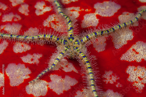 A brittle star clings to a Pin cushion sea star, Culcita novaeguineae, on a reef in Lembeh Strait, Indonesia. This species of sea star is often host to symbiotic shrimp, worms, and brittle stars. photo
