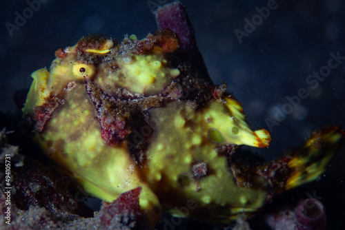 A Warty frogfish, Antennarius maculatus, lies in wait for prey to swim close on the seafloor of Lembeh Strait, Indonesia. Frogfish are all well-camouflaged ambush predators.