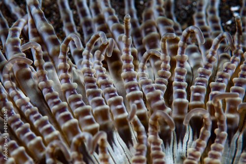 Detail of the intricate tentacles on a Beaded anemone, Heteractis aurora, growing on the seafloor of Lembeh Strait, Indonesia. These tentacles have stinging cells as well as symbiotic dinoflagellates. photo