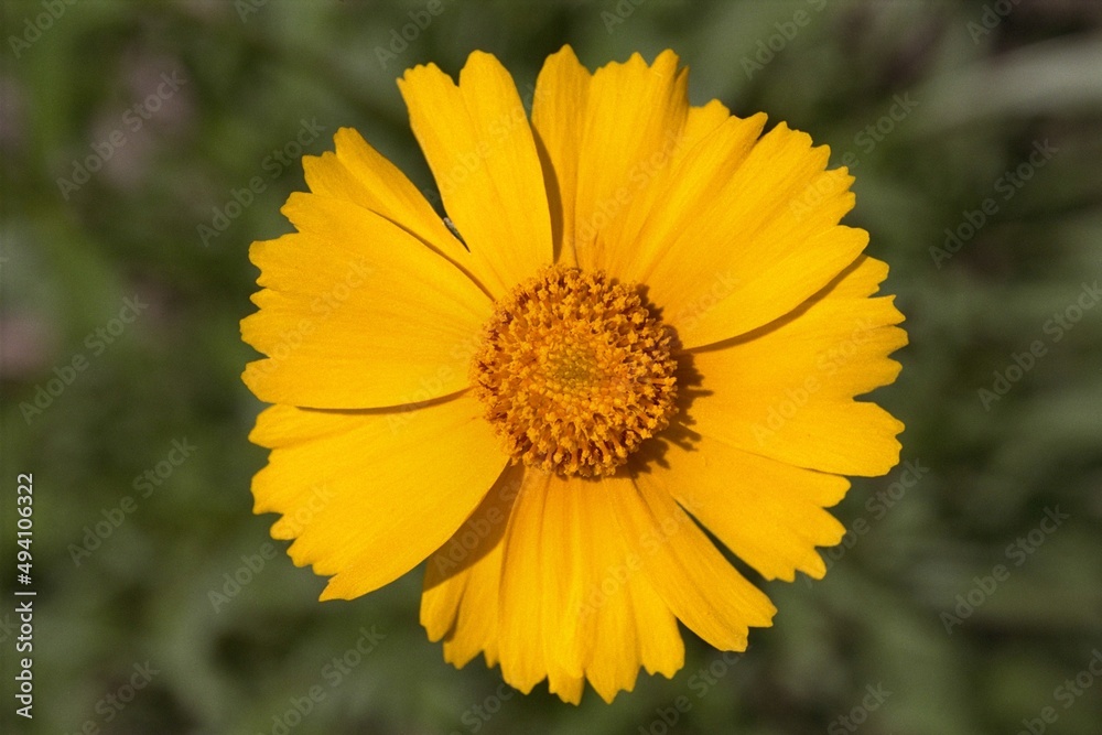 Coreopsis lanceolata- Lance-leaved Coreopsis in Bloom Coreopsis lanceolata- Lance-leaved Coreopsis in Bloom