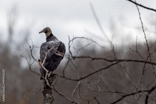 Black Vulture in Maryland Great Falls
