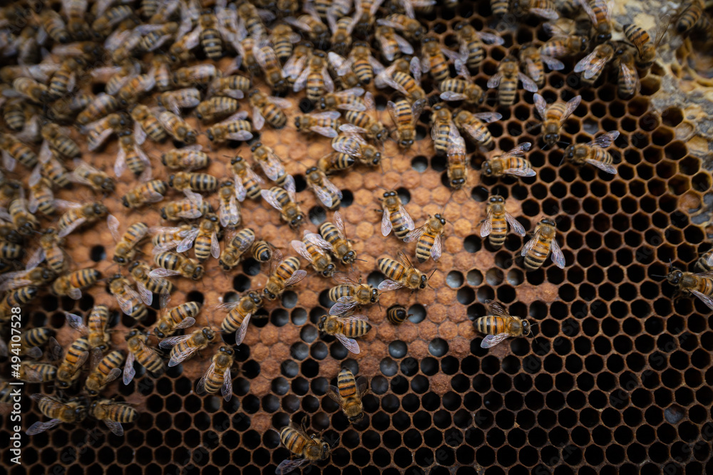 Bees Bees