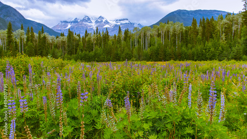 Mount Robson in the clouds with Fireweed in the foreground. photo