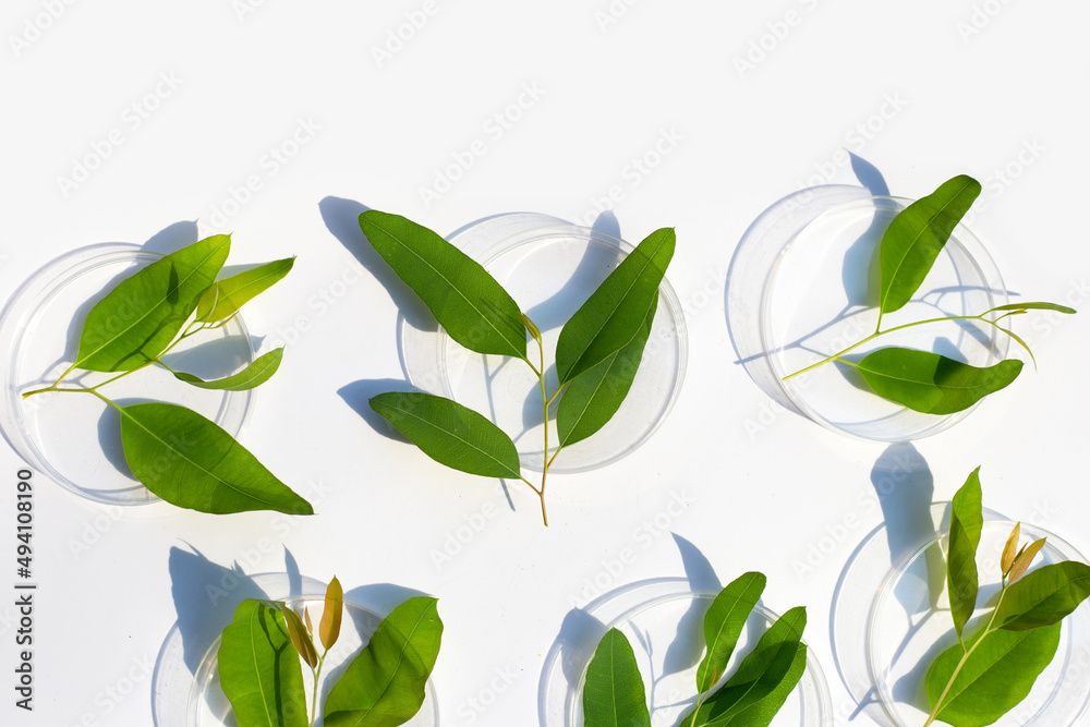 Naklejka premium Fresh green eucalyptus leaves in petri dishes on white background.
