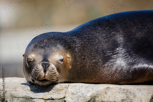 sea lion resting