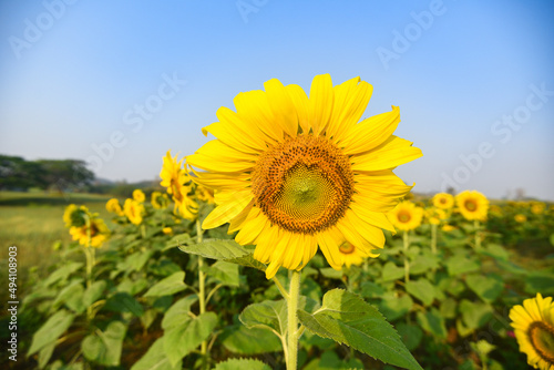 Sunflower field with planting sunflower plant tree on the in the garden natural blue sky background  Sun flower in the rural farm countryside