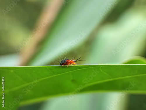 ladybug on leaf, Spiked ladybirds with a natural background 