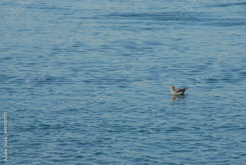 Seagull on the ocean