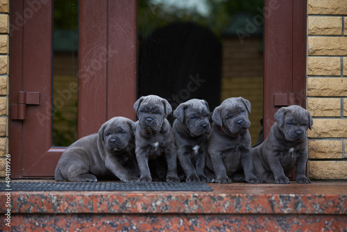 five puppies of cane corso