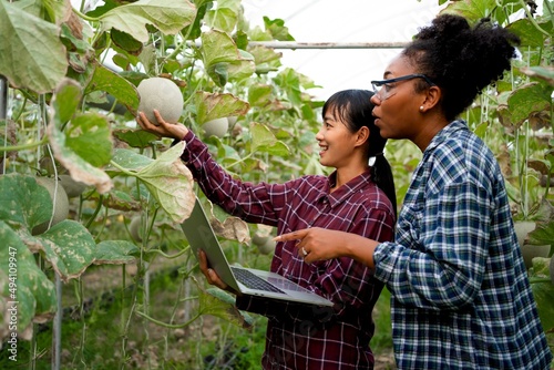 Young smiling agriculture African,Asian woman worker work together colleague working,harvesting Melon in greenhouse.woman with black skin partnership,co-owner farm.Holding a labtop,Tablet.Organic farm