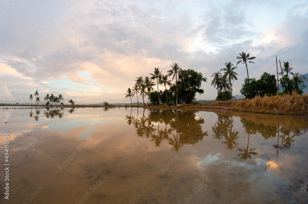 Row of coconut trees in reflection during dramatic sunrise