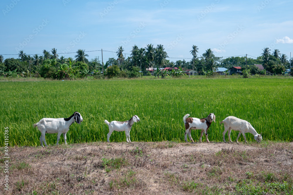 Obraz premium Goat walk across paddy field.