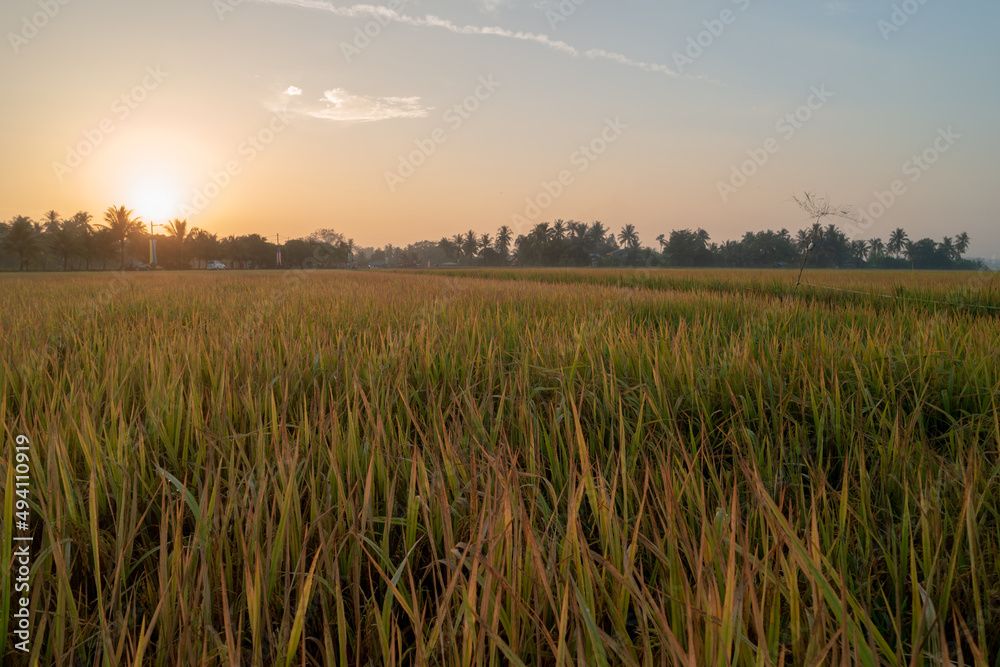 Sun down at paddy field