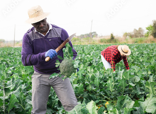 American man farmer with knife picking fresh organic broccoli in crates on farm