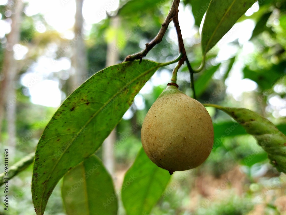 Photo of nutmeg on a tree.  Nutmeg has a sour taste, but the seeds can be used as a seasoning after drying and have a distinctive aroma