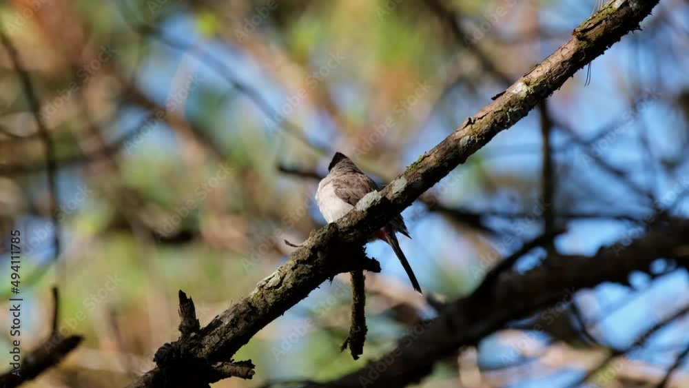 Seen facing to the left while looking around, Sooty-headed Bulbul Pycnonotus aurigaster, Phu Ruea, Ming Mueang, Loei in Thailand. Seen facing to the left while looking around, Sooty-headed Bulbul Pycnonotus aurigaster, Phu Ruea, Ming Mueang, Loei in Thailand.