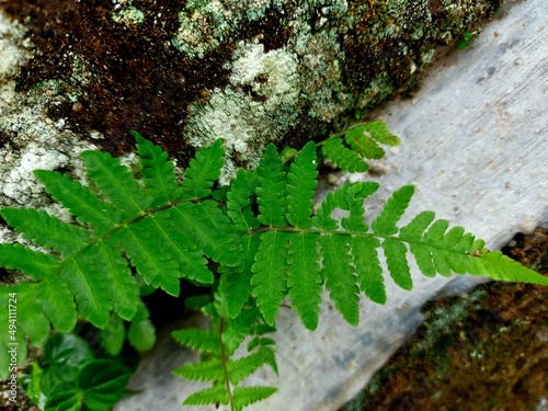 This type of fern plant which has the scientific name Polypodiophyta grows and sticks to walls photo