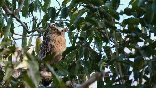 Seen within the foliage as its looks to forward and turns to its left to look away, Buffy Fish Owl Ketupa ketupu Khao Yai National Park, Thailand. photo