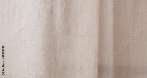 Portrait of funny dachshund dog, who is sitting covered with curtain and barks to attract attention of owner. Pet is fooling around at home. Mischievous puppy behaves badly and spoils interior items