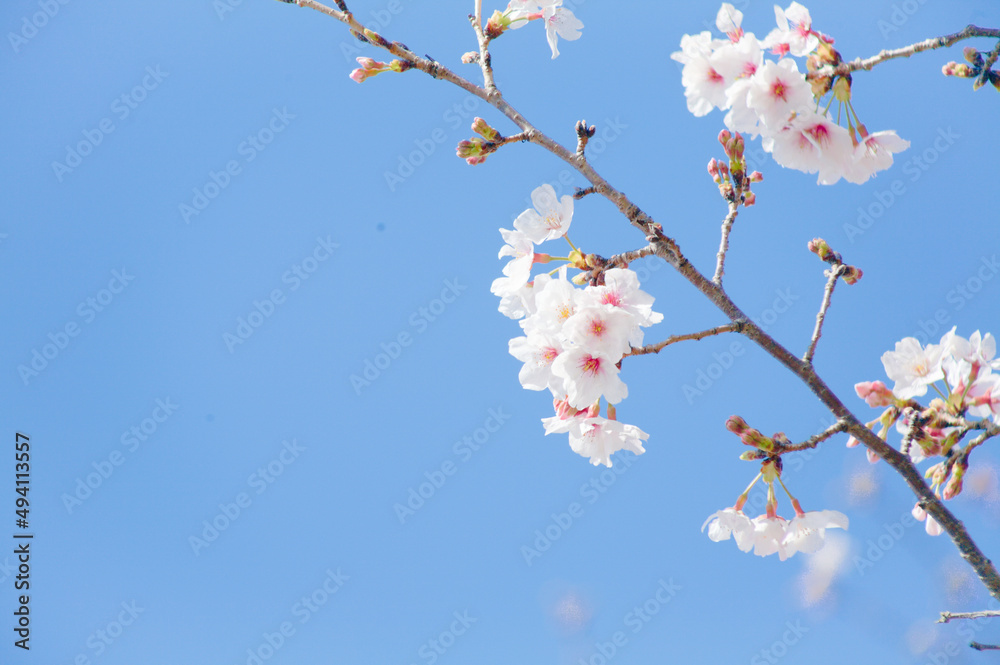 青空を背景に桜の花をクローズアップ	