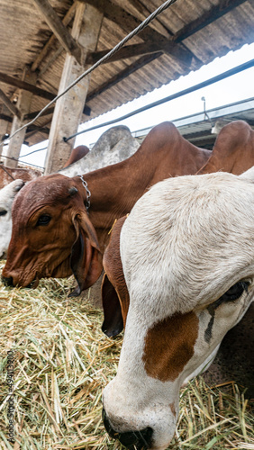 Girolando calves feeding confined in a dairy farm photo