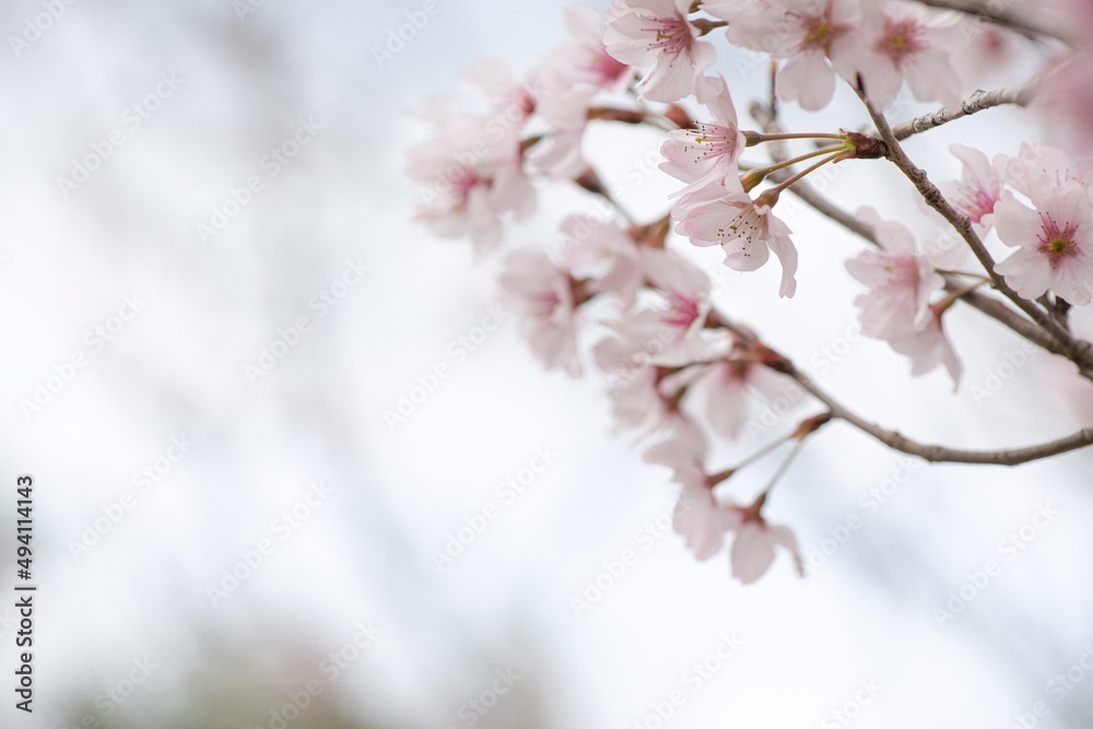 桜