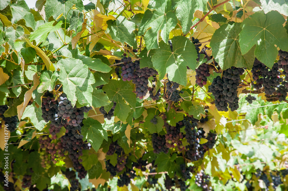 grapes in parreiral at harvest time